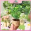 MYPANDA 1: 12 Nhà búp bê Cây cam thu nhỏ trong chậu cây xanh Đồ chơi trang trí nội thất sân vườn tại nhà.