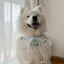 Samoyed Nước Bọt Khăn Vừa Lớn Chó Yếm Thú Cưng Nước Bọt Khăn Nơ Dễ Thương Đạo Cụ Ảnh Phụ Kiện