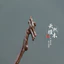 WHX-Hand-Chép Kẹp Tóc Nhánh Tự Nhiên Lá Lớn Gỗ Đàn Hương Màu Đỏ Kẹp Tóc Mới Trung Quốc Kẹp Tóc Cổ Kẹp Tóc Cao Cấp Kẹp Tóc