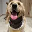 2026 Phong Cách Mới Mùa Hè Mỏng Phong Cách Vừa Chó Lớn Satsuma Golden Retriever Trang Sức Túi Tròn Chó Nước Bọt Khăn Thú Cưng Yếm