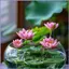 Chậu trồng cây nông lớn Bình tròn trang trí lớn Bình hoa huệ nước 25cm cho cây trồng trong nhà cho cây xương rồng mueadsyvn