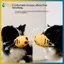 BVY Silicone Dog Muzzle Thiết kế thoáng khí mềm mại Chống cắn và chống sủa để chải lông đi bộ và xã hội hóa.