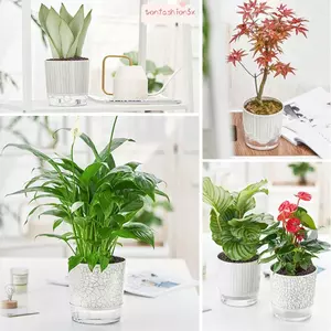 Chậu cây tự tưới cây ITRUMPET, Trang trí cây cảnh tại nhà Cây xanh Cây mọng nước, Dây bông có hộp đựng nước Dụng cụ trồng cây trong suốt Đồ dùng làm vườn