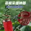 Cầm Tay Tứ Xuyên Tiêu Chọn Dụng Cụ Chuyên Dụng Kéo Tay Ngăn Ngừa Tiêu Tiện Dụng Dụng Cụ Wolfberry Chọn