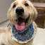 2026 Phong Cách Mới Mùa Hè Mỏng Phong Cách Vừa Chó Lớn Satsuma Golden Retriever Trang Sức Túi Tròn Chó Nước Bọt Khăn Thú Cưng Yếm
