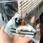 Đồ chơi bóp sô cô la bánh QEARY, Đồ chơi bóp bánh phô mai đầu ngón tay Squishy dễ thương, Thiết kế mô phỏng Squishy Đồ chơi phục hồi chậm cho trẻ em