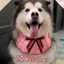 Ins Phong Cách Lớn Chó Nước Bọt Khăn Cho Chó Lớn Chó Golden Retriever Trang Trí Chống Thấm Nước