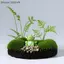 {AKIN} 10 / 20 Tượng Ếch Nhựa Mini Tượng Ếch Trang Trí Sân Vườn Đồ Trang Trí Vườn Cổ Tích Đồ Trang Trí Trong Nhà / Ngoài Trời Microlandscapes Trang Trí Nhà {a}