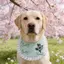 2026 Phong Cách Mới Xuân Hè Nước Bọt Khăn Khăn Yếm Nhỏ Vừa Chó Lớn Husky Samo Golden Retriever Yếm Dễ Thương