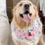 Yếm Phong Cách Mới Thú Cưng Nước Bọt Yếm Samoyed Trang Sức Chó Lớn Dễ Thương Chó Border Shepherd Golden Retriever Khăn quàng cổ