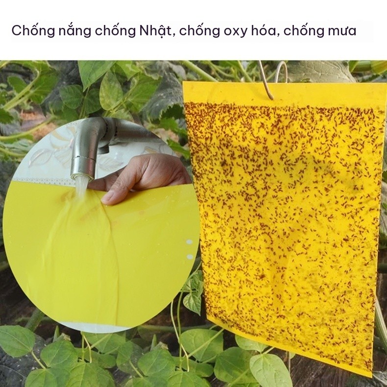 40 Tấm Bẫy Dính Côn Trùng 2 Mặt Màu Vàng Bắt Ruồi Vàng Ruồi Trắng Rầy Mềm Cho Cây Trồng