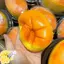 TRTR Sáng Tạo Mô Phỏng Hấp Bánh Phục Hồi Chậm Pinch Nén Thông Hơi Đồ Chơi Squish Chậm Giảm Căng Thẳng Đồ Chơi Cho Trẻ Em Quà Tặng VN