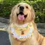 Thú Cưng Tròn Túi Nhỏ Vừa Lớn Chó 2026 Phong Cách Mới Xuân Hè Tròn Túi Hoạt Hình Yếm Vàng Retriever Túi Tròn Nước Bọt Khăn
