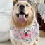 Yếm Phong Cách Mới Thú Cưng Nước Bọt Yếm Samoyed Trang Sức Chó Lớn Dễ Thương Chó Border Shepherd Golden Retriever Khăn quàng cổ