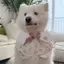 Thú Cưng Chó Phong Cách Mới Gấu Cánh Hoa Yếm Dễ Thương Vừa Chó Lớn Golden Retriever Alaska Yếm Yếm Trang Sức
