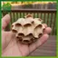 SWEET Thân thiện với môi trường Tổ ong giả treo ngoài trời Máy giặt Wasp để bảo vệ sân vườn n