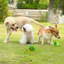 Tương tác Dog Treat Dispenser Ball 2 Trong 1 Squeaky Treat Pha Chế Vui Vẻ Ngoài Trời Sân Sau Tập Thể Dục & Fetch