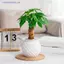 Chậu hoa tự tưới nước Mini Bể cá Chậu cây nhựa trong suốt Chậu trồng cây tự tưới chậu để trang trí nhà cửa MỚI