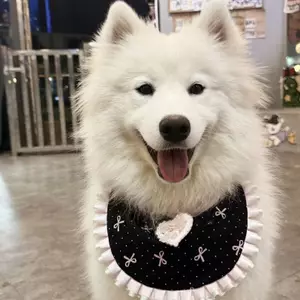 2026 Phong Cách Mới Yếm Dễ Thương Yếm Vừa Chó Lớn Alaska Biên Giới Chăn Chiên Khăn Samoyed