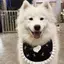 2026 Phong Cách Mới Yếm Dễ Thương Yếm Vừa Chó Lớn Alaska Biên Giới Chăn Chiên Khăn Samoyed