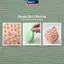 Bộ cọ Massage toàn thân MAKY Meridian 2 cọ tẩy tế bào chết để làm sạch sâu tại nhà và thẩm mỹ viện VN