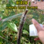 Pe Dày Siêu Mỏng 2-15cm Nông Nghiệp Ghép Phim Đặc Biệt Tự Dính Thắt Nút Cuộn Dây F