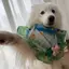 Monet Garden Series Chó Vuông Nước Bọt Khăn Nhỏ Vừa Lớn Chó Lớn Samoyed Khăn Yếm Thú Cưng