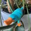 HFTOY 3D In hình thú Platypus Fidget Đồ chơi động vật năng động Đồ chơi thú cưng pha lê linh hoạt được khớp nối đầy đủ Đồ chơi mỏ vịt cho người lớn Đồ chơi Fidget cho bệnh tự kỷ ADHD Trang trí văn phòng tại nhà ~