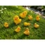 Set Charm Vịt Vàng Mùa Hè 🐤☀️