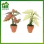SWEET Mini Taro Rùa Ba Xanh Chậu Vật Trang Trí Đồ trang trí Cây Thực Tế Lá Nhân Tạo Nhà Búp Bê Bàn Văn Phòng Trang Trí n