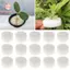 PWSSEND 10 / 50 Chiếc Chậu Hoa Bán Chạy Bể Cá Đồ Dùng Làm Vườn Khay