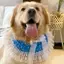 Thú Cưng Chó Nước Bọt Chó Yếm Chó Lớn Samoyed Golden Retriever Yếm Khăn Yếm Dễ Thương