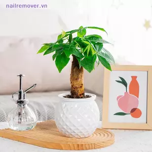 Chậu hoa tự tưới nước Mini Bể cá Chậu cây nhựa trong suốt Chậu trồng cây tự tưới chậu để trang trí nhà cửa MỚI