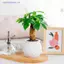 Chậu hoa tự tưới nước Mini Bể cá Chậu cây nhựa trong suốt Chậu trồng cây tự tưới chậu để trang trí nhà cửa MỚI