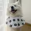 2026 Thú Cưng Chó Trung Bình Chó Lớn Samoyed Biên Giới Golden Retriever Alaska Hoạt Hình Dễ Thương Nước Bọt Khăn