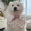 Thú Cưng Chó Phong Cách Mới Gấu Cánh Hoa Yếm Dễ Thương Vừa Chó Lớn Golden Retriever Alaska Yếm Yếm Trang Sức