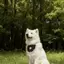 2026 Phong Cách Mới Yếm Dễ Thương Yếm Vừa Chó Lớn Alaska Biên Giới Chăn Chiên Khăn Samoyed