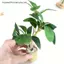 MỚI 1 / 6 Nhà Búp Bê Mô Phỏng Cây Xanh Chậu Cây Mô Hình Nhà Búp Bê Trang Trí Cảnh Nhà Micro Phong Cảnh Vườn Vật Trang Trí SKY
