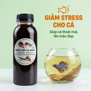 Nước Cốt Lá Bàng Đậm Đặc - Lọc Nano Siêu Trong - Dưỡng Cá Betta, Cá Lóc, Giảm Stress