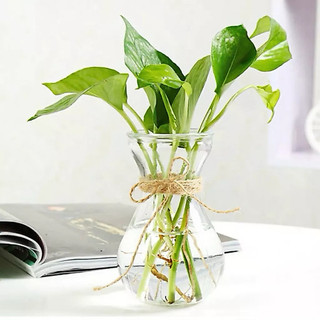 Bình bông miệng loe trồng cây thuỷ sinh tiên ông/ Bình bông eo nhỏ tiên ông