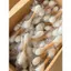 Hàng sẵn có Khăn bông ngoại cỡ Teasing Cat Sticks Đồ chơi cho mèo Mài răng Làm sạch răng cho thú cưng Đồ chơi đánh hơi Catnip Dụng cụ giảm đau nhàm chán tự làm