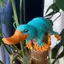 HFTOY 3D In hình thú Platypus Fidget Đồ chơi động vật năng động Đồ chơi thú cưng pha lê linh hoạt được khớp nối đầy đủ Đồ chơi mỏ vịt cho người lớn Đồ chơi Fidget cho bệnh tự kỷ ADHD Trang trí văn phòng tại nhà ~