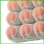 Fidget Bàn Phím Clicker Chó-Bút Ví Charm Chống Căng Thẳng Clicker Đồ Chơi Cho Trẻ Em Thanh Thiếu Niên Người Lớn Học Sinh Du Lịch saixit2vn