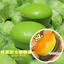 Kích Thước Lớn Bánh Phô Mai Căng Thẳng Đồ Chơi Dưỡng Ẩm Mềm Chậm Phục Hồi Chống Căng Thẳng Statiry Hộp Để Bàn Trang Trí