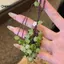 KUZHEN Nho Mặt Dây Chuyền Lily Of The Valley DIY Craft Kit Điện Thoại Tươi Và Dễ Thương Quyến Rũ Túi Charm Sáng Tạo Móc Khóa HOT