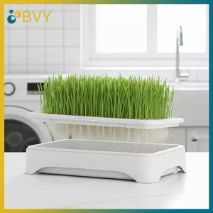 Bộ chậu cỏ lúa mì BVY Kitten không đất cho môi trường mèo trong nhà khỏe mạnh.