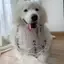 Phong Cách Trung Quốc Series Chó Nước Bọt Khăn Thú Cưng Dễ Thương Khăn Lớn Vừa Chó Nhỏ Samoyed Golden Retriever Yếm Phụ Kiện