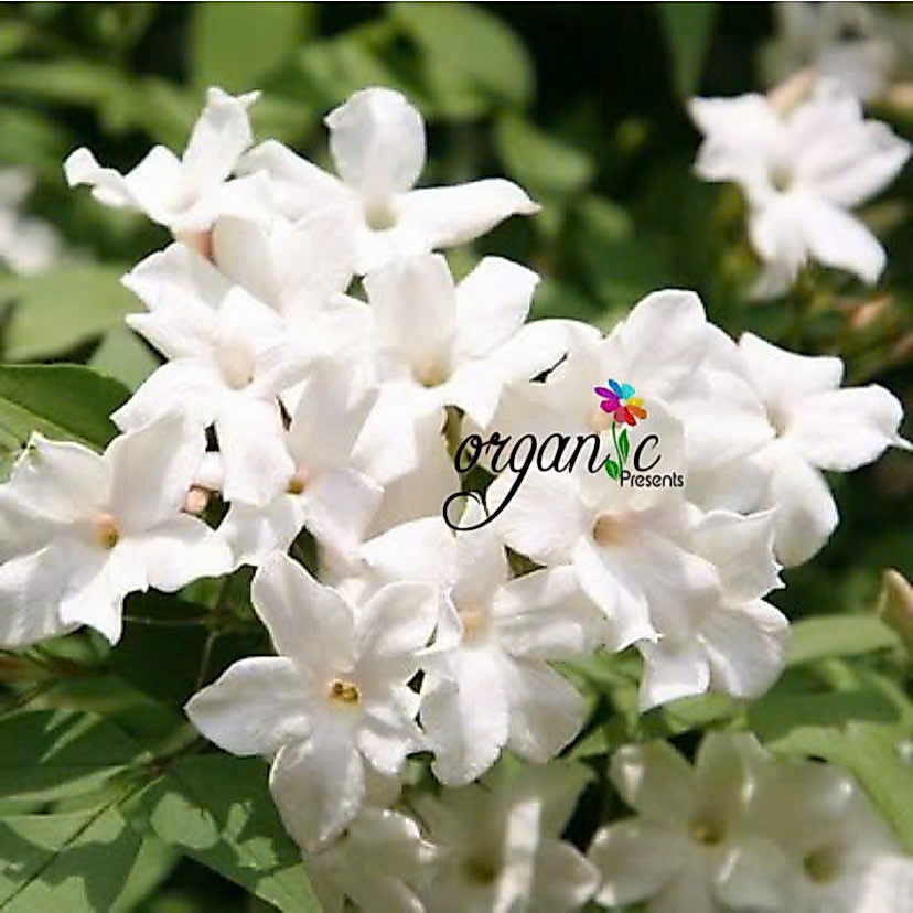 TINH DẦU HOA NHÀI ẤN ĐỘ (JASMINE) 50mL 100mL