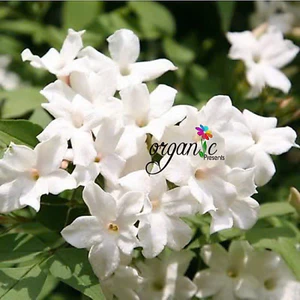 TINH DẦU HOA NHÀI ẤN ĐỘ (JASMINE) 50mL 100mL