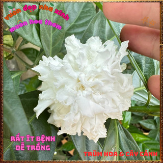 Chậu Cây LÀI TUYẾT Thơm Dịu Bông To LÀI NỮ HOÀNG Siêu Bền Nở Suốt Quanh Năm️📬Hoa Giống Mới Siêu Đẹp, Dễ Trồng